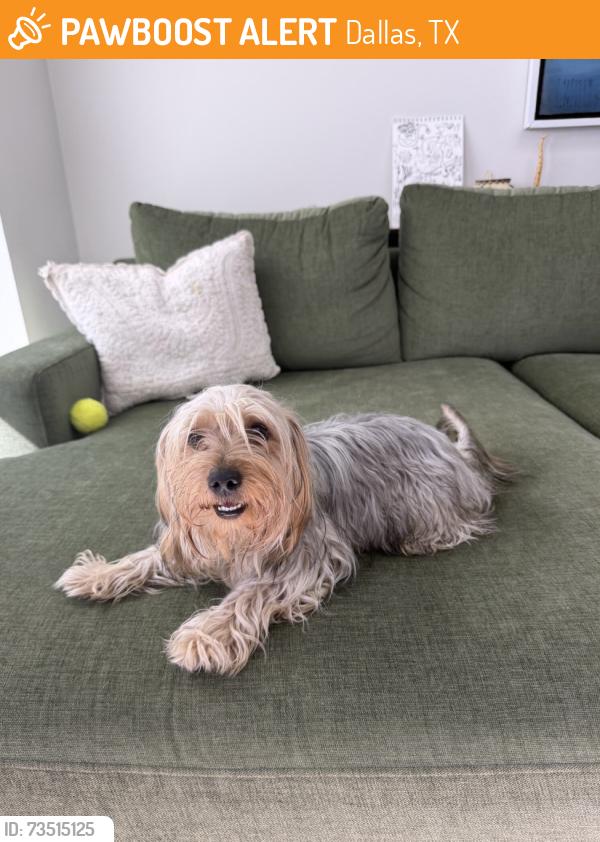 Found/Stray Male Dog last seen Coit and Beltline, Dallas, TX 75254, Dallas, TX 75254