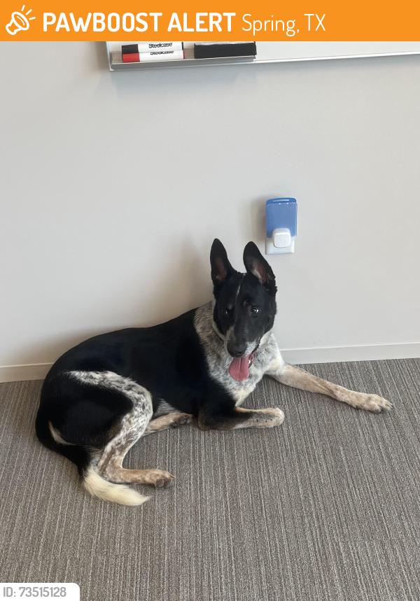 Found/Stray Unknown Dog last seen Parking garage at 1700 City Plaza Dr, Spring, TX 77389