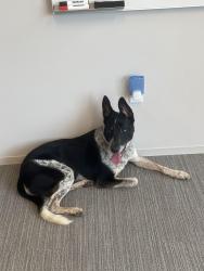 Found/Stray Unknown Dog last seen Parking garage at 1700 City Plaza Dr, Spring, TX 77389