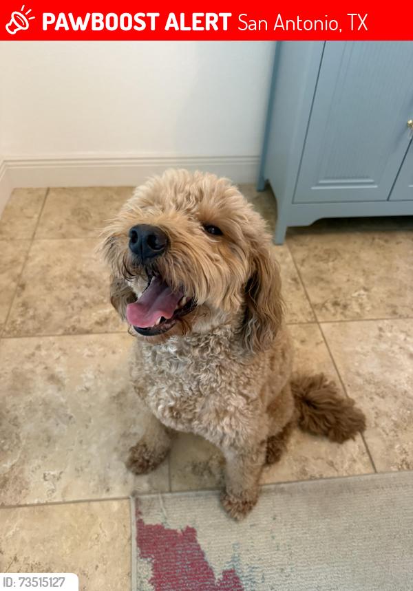 Lost Unknown Dog last seen Blake Oak Run & Shade Tree, San Antonio, TX 78254