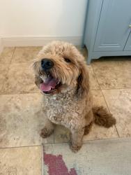 Lost Unknown Dog last seen Blake Oak Run & Shade Tree, San Antonio, TX 78254