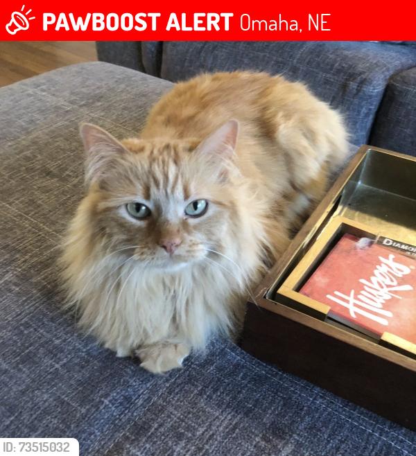 Lost Female Cat last seen 168/Giles, Omaha, NE 68136
