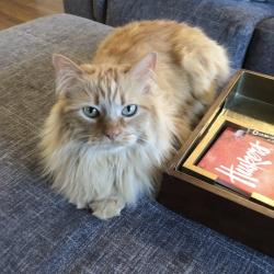 Lost Female Cat last seen 168/Giles, Omaha, NE 68136