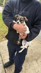 Reunited Male Dog last seen East and Galena BLVD, Aurora, IL 60506