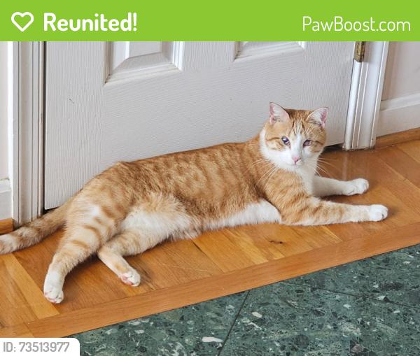 Reunited Male Cat last seen Marye and Ham’s Ford Rd/Arcadia Rd, Woodford, VA 22580