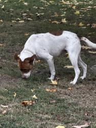 Found/Stray Female Dog last seen Sieger and Linwood, Springfield, MO 65804