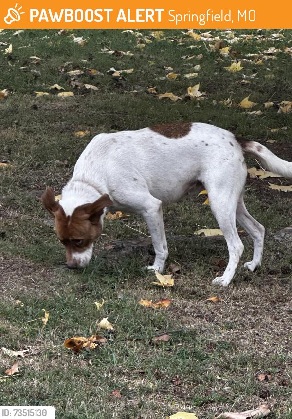 Found/Stray Female Dog last seen Sieger and Linwood, Springfield, MO 65804