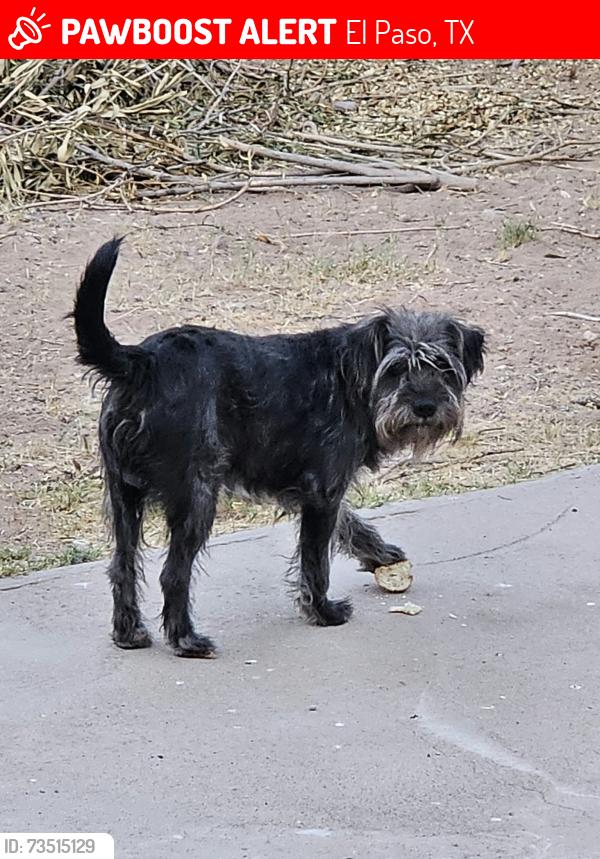 Lost Male Dog last seen Woodlark Pl & Lakehurst, El Paso, TX 79912