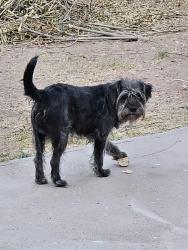Lost Male Dog last seen Woodlark Pl & Lakehurst, El Paso, TX 79912