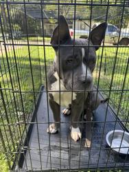 Reunited Male Dog last seen Sending to kennel, Cleburne, TX 76033
