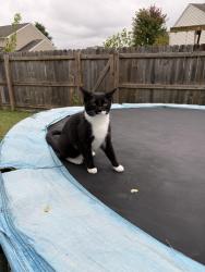 Lost Female Cat last seen Near Willow oak ct, Dayton, OH 45439