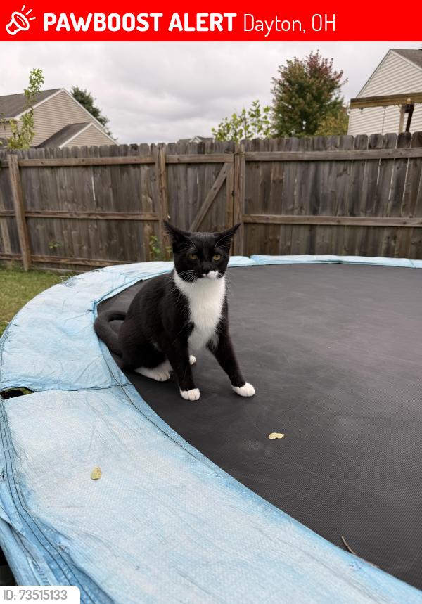 Lost Female Cat last seen Near Willow oak ct, Dayton, OH 45439