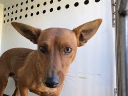 Shelter Stray Female Dog last seen Near BLK N ST, BAKERSFIELD, CA, 201 S Mt Vernon Ave, Bakersfield, CA 93307, USA