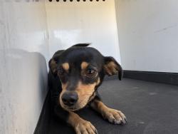 Shelter Stray Female Dog last seen Near BLK N ST, BAKERSFIELD, CA, 201 S Mt Vernon Ave, Bakersfield, CA 93307, USA