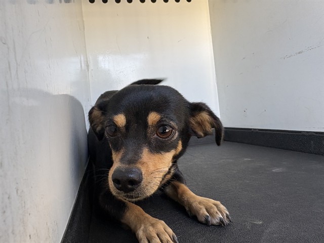 Shelter Stray Female Dog last seen Near BLK N ST, BAKERSFIELD, CA, 201 S Mt Vernon Ave, Bakersfield, CA 93307, USA