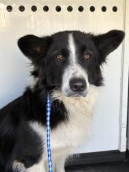 Shelter Stray Male Dog last seen Near BLK WIBLE RD, BAKERSFIELD, CA, 201 S Mt Vernon Ave, Bakersfield, CA 93307, USA