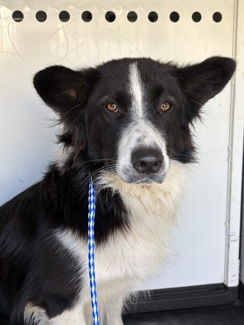 Shelter Stray Male Dog last seen Near BLK WIBLE RD, BAKERSFIELD, CA, 201 S Mt Vernon Ave, Bakersfield, CA 93307, USA