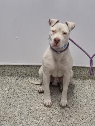Shelter Stray Male Dog last seen PLEASANT & BEATRLOP DET,MI, 1431 E Ferry St, Detroit, MI 48211, USA