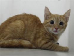 Shelter Stray Unknown Cat last seen Near BLOCK SUGAR CANE CIR, FAYETTEVILLE NC 28303, 4704 Corporation Dr, Fayetteville, NC 28306, USA