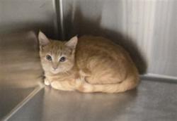 Shelter Stray Unknown Cat last seen Near BLOCK SUGAR CANE CIR, FAYETTEVILLE NC 28303, 4704 Corporation Dr, Fayetteville, NC 28306, USA