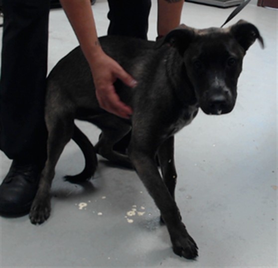 Shelter Stray Female Dog last seen Near BLOCK FISHING HOLE TRL, FAYETTEVILLE NC 28314, 4704 Corporation Dr, Fayetteville, NC 28306, USA