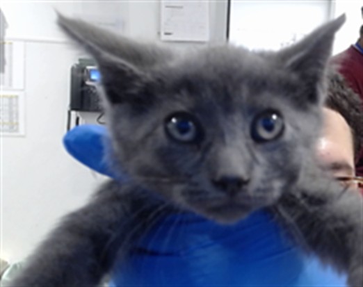 Shelter Stray Female Cat last seen VERMONT/23RD, 1419 Bryant St, San Francisco, CA 94103, USA