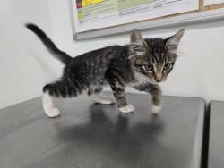 Shelter Stray Male Cat last seen , 600 Aviation Dr, Camarillo, CA 93010, USA