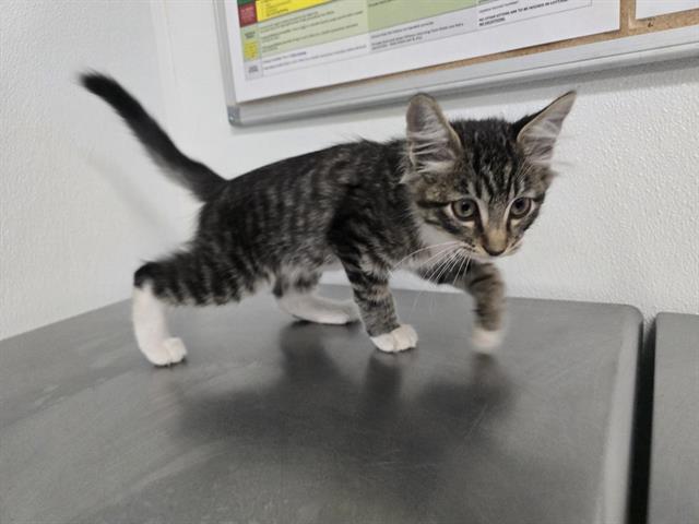 Shelter Stray Male Cat last seen , 600 Aviation Dr, Camarillo, CA 93010, USA