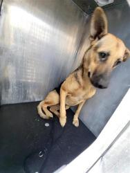 Shelter Stray Female Dog last seen Near BLOCK PEREZ, 4710 TX-151, San Antonio, TX 78227, USA