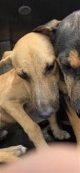 Shelter Stray Male Dog last seen Near BLOCK PEREZ, 4710 TX-151, San Antonio, TX 78227, USA