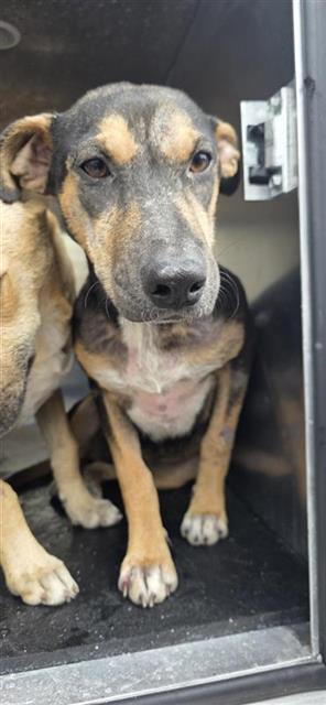 Shelter Stray Female Dog last seen Near BLOCK PEREZ, 4710 TX-151, San Antonio, TX 78227, USA