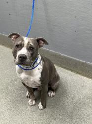 Shelter Stray Male Dog last seen Near BLOCK PLACID ST, LAS VEGAS NV 89123, 655 N Mojave Rd, Las Vegas, NV 89101, USA