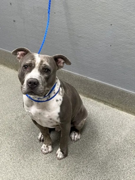 Shelter Stray Male Dog last seen Near BLOCK PLACID ST, LAS VEGAS NV 89123, 655 N Mojave Rd, Las Vegas, NV 89101, USA