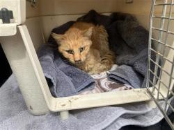 Shelter Stray Female Cat last seen , 4710 TX-151, San Antonio, TX 78227, USA