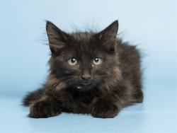 Shelter Stray Male Cat last seen 28TH AVE & THUNDERBIRD, 5501 E Van Buren St, Phoenix, AZ 85008, USA