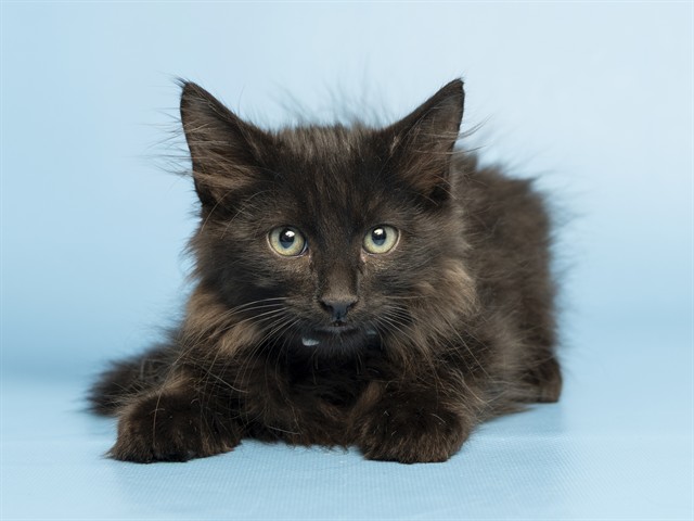 Shelter Stray Male Cat last seen 28TH AVE & THUNDERBIRD, 5501 E Van Buren St, Phoenix, AZ 85008, USA
