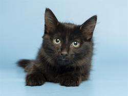 Shelter Stray Female Cat last seen 28TH AVE & THUNDERBIRD, 5501 E Van Buren St, Phoenix, AZ 85008, USA