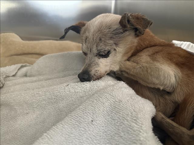 Shelter Stray Male Dog last seen , 957 N Gaffey St, San Pedro, CA 90731, USA