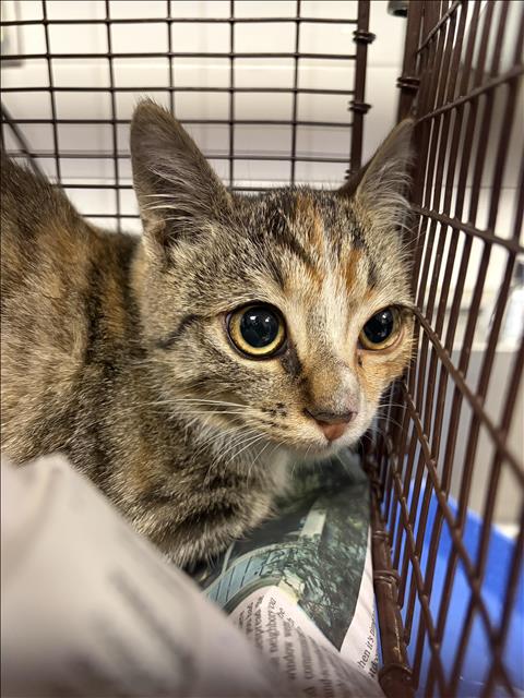 Shelter Stray Female Cat last seen , 11361 W Pico Blvd, Los Angeles, CA 90064, USA