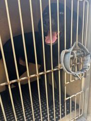 Shelter Stray Male Dog last seen PULASKI PIKE NW, 4950 SW Triana Blvd, Huntsville, AL 35805, USA