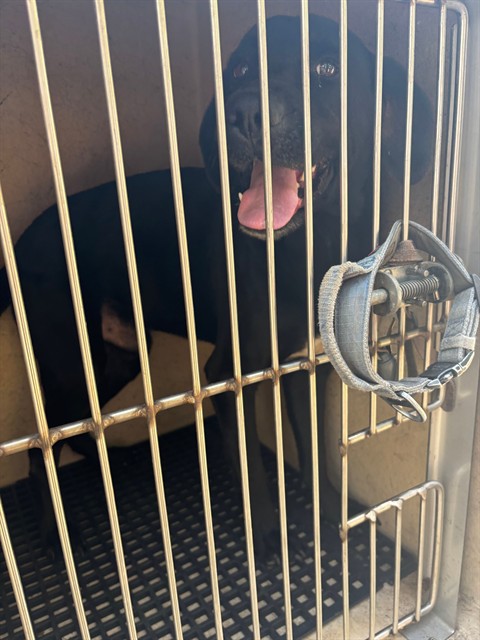 Shelter Stray Male Dog last seen PULASKI PIKE NW, 4950 SW Triana Blvd, Huntsville, AL 35805, USA