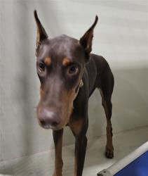 Shelter Stray Female Dog last seen Near BLOCK TUCKER RD, TEHACHAPI CA 93561, 3951 Fruitvale Ave, Bakersfield, CA 93308, USA