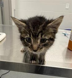 Shelter Stray Female Cat last seen Near, 5001 E Raymond St, Indianapolis, IN 46203, USA