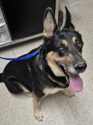 Shelter Stray Female Dog last seen Near BLOCK CASTAIC AVE, BAKERSFIELD CA 93308, 3951 Fruitvale Ave, Bakersfield, CA 93308, USA