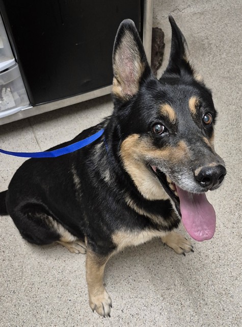 Shelter Stray Female Dog last seen Near BLOCK CASTAIC AVE, BAKERSFIELD CA 93308, 3951 Fruitvale Ave, Bakersfield, CA 93308, USA