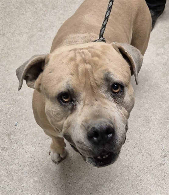 Shelter Stray Male Dog last seen Near BLOCK CASTAIC AVE, BAKERSFIELD CA 93308, 3951 Fruitvale Ave, Bakersfield, CA 93308, USA