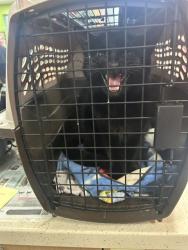 Shelter Stray Female Cat last seen Near BLOCK COLLIER LN, 3528 Newburg Rd, Louisville, KY 40218, USA