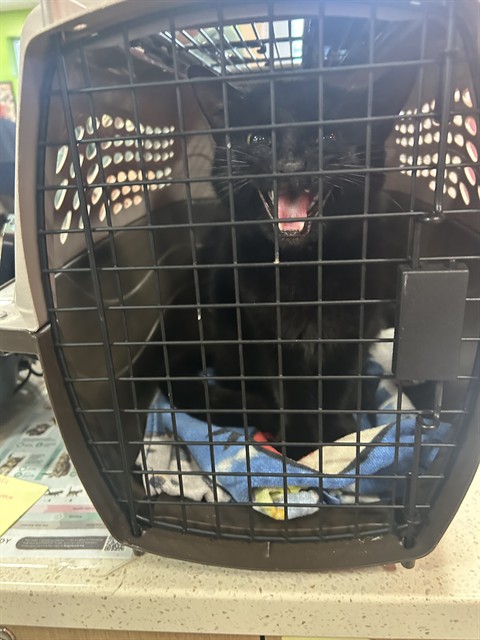Shelter Stray Female Cat last seen Near BLOCK COLLIER LN, 3528 Newburg Rd, Louisville, KY 40218, USA