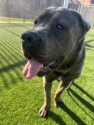 Shelter Stray Male Dog last seen , 3201 Lacy St, Los Angeles, CA 90031, USA