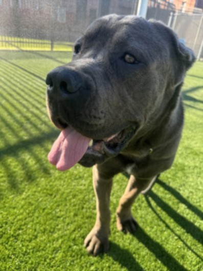 Shelter Stray Male Dog last seen , 3201 Lacy St, Los Angeles, CA 90031, USA